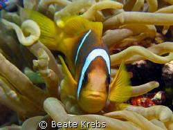 Nemo, that little guy was making clicking sounds while I ... by Beate Krebs 